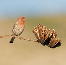 FINCH.         HOUSE   male.jpg