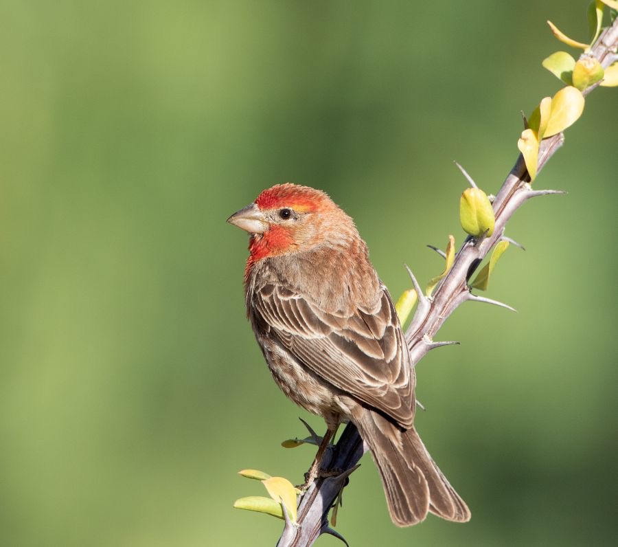 FINCH.        HOUSE  male.jpg