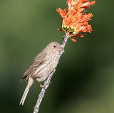 FINCH..         HOUSE female.jpg
