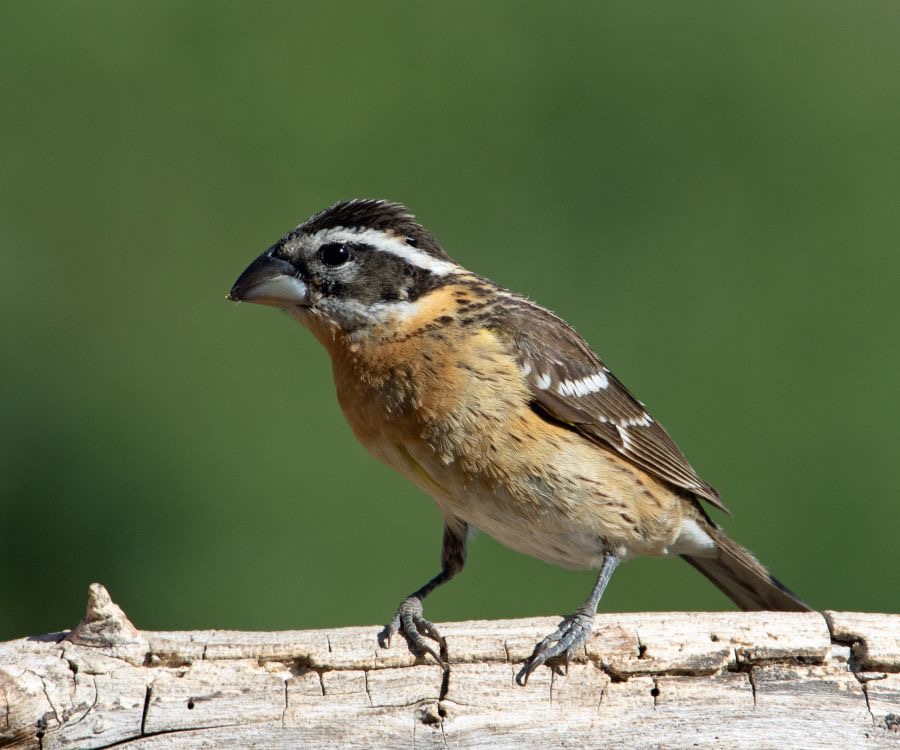 GROSBEAK  BLACK HEADED  female.jpg
