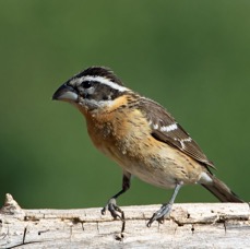 GROSBEAK  BLACK HEADED  female.jpg
