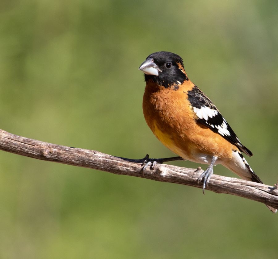 GROSBEAK  BLACK HEADED  male.jpg