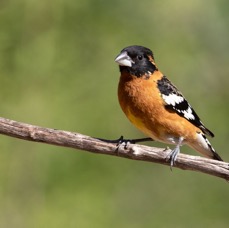 GROSBEAK  BLACK HEADED  male.jpg