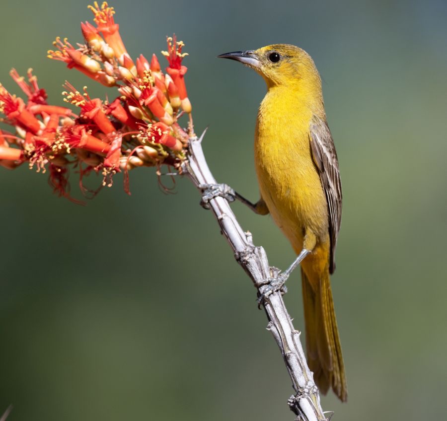 ORIOLE    HOODED  female.jpg