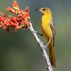 ORIOLE    HOODED  female.jpg
