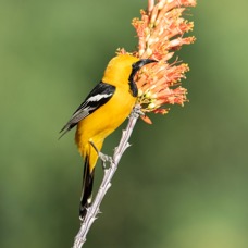 ORIOLE    HOODED  male.jpg