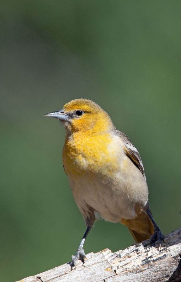 ORIOLE.  BULLOCKS   female.jpg