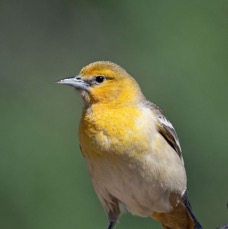 ORIOLE.  BULLOCKS   female.jpg