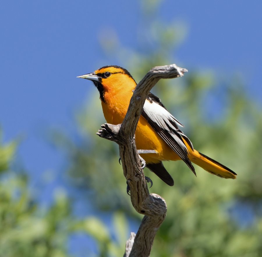 ORIOLE..   BULLOCKS.     male.jpg