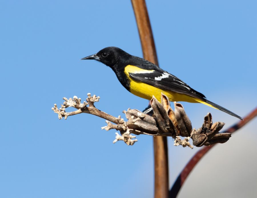 ORIOLE....                  SCOTTS..          male.jpg
