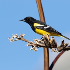 ORIOLE....                  SCOTTS..          male.jpg