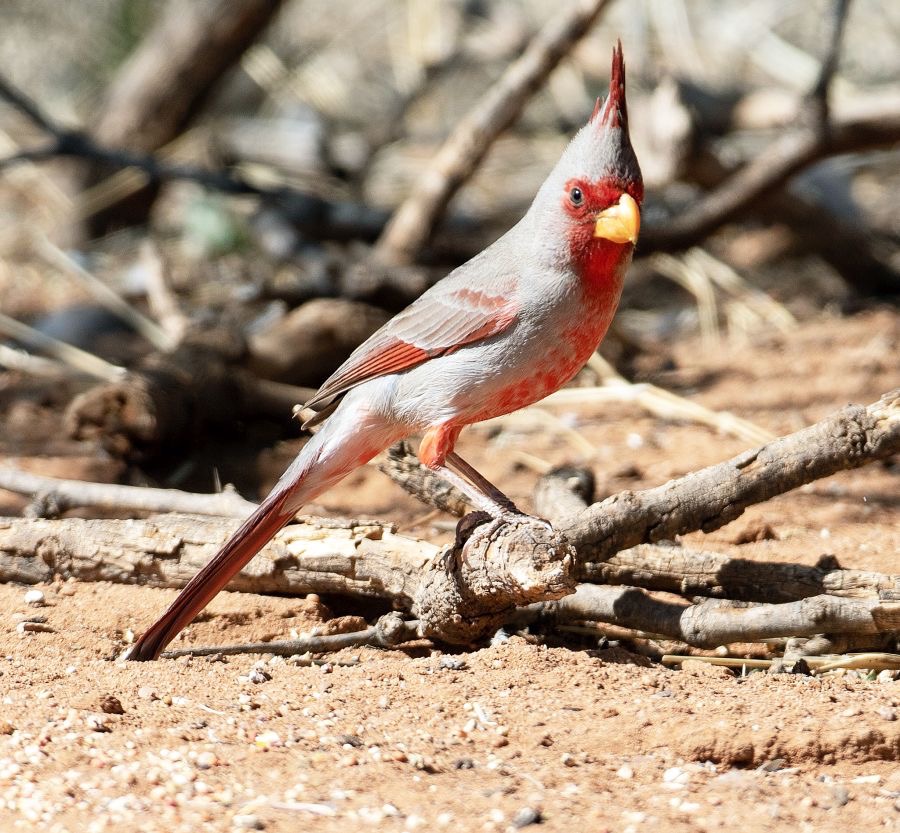 PYRRHULOXIA    male.jpg