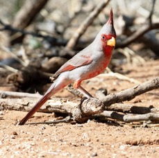 PYRRHULOXIA    male.jpg
