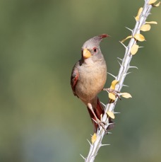 PYRRHULOXIA female.jpg