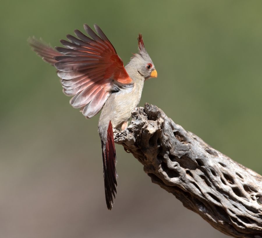 PYRRHULOXIA Femle in Flight.jpg