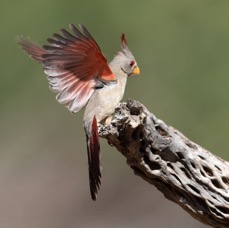 PYRRHULOXIA Femle in Flight.jpg