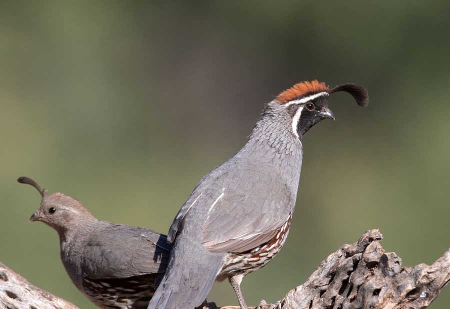 QUAIL      GAMBELS     male  & female.jpg