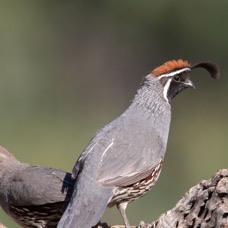 QUAIL      GAMBELS     male  & female.jpg