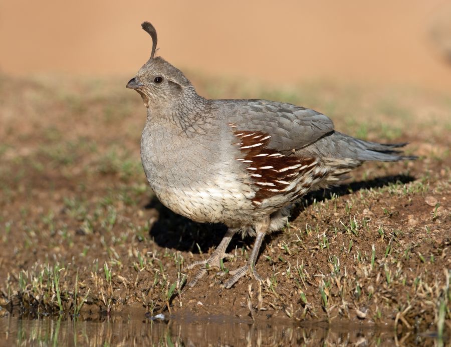 QUAIL     GAMBELS   female.jpg