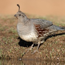 QUAIL     GAMBELS   female.jpg