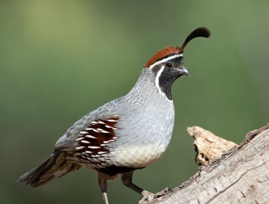 QUAIL    GAMBELS      male.jpg