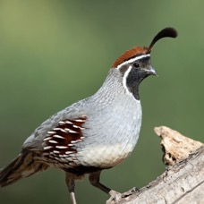 QUAIL    GAMBELS      male.jpg