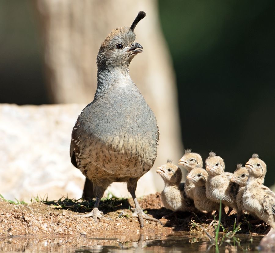 QUAIL   GAMBELS  female with young.jpg