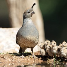 QUAIL   GAMBELS  female with young.jpg
