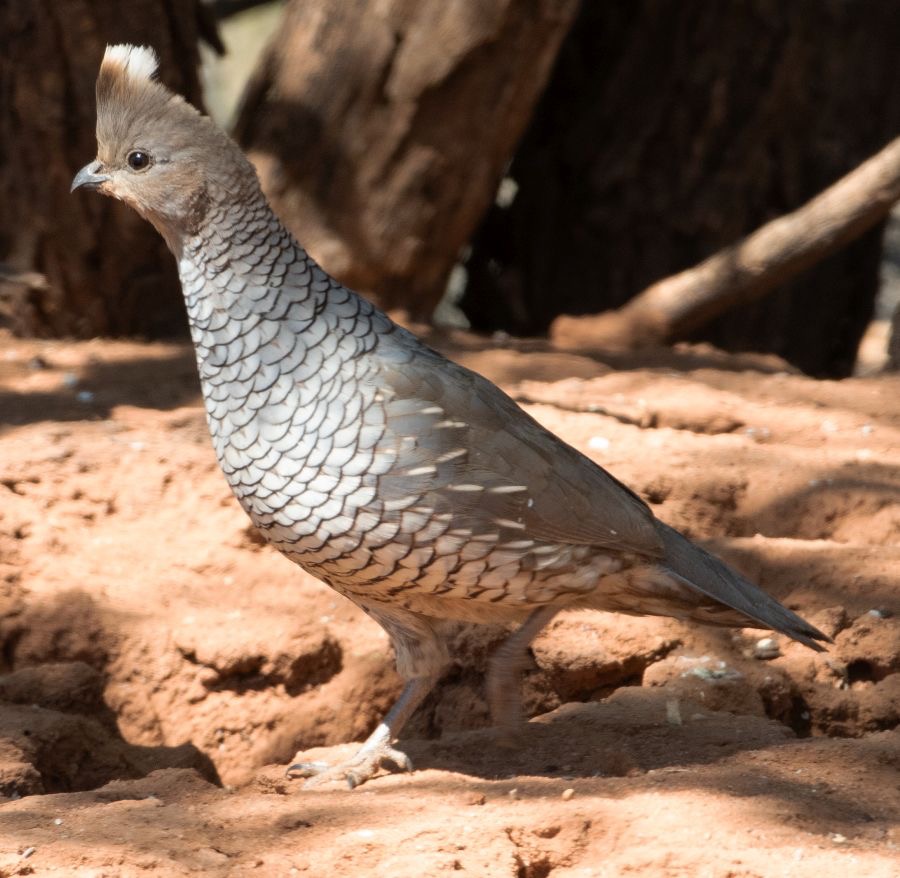 QUAIL.       SCALED  male.jpg