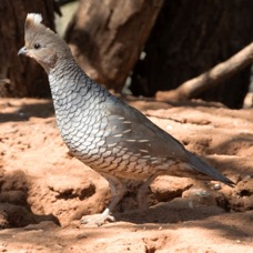 QUAIL.       SCALED  male.jpg