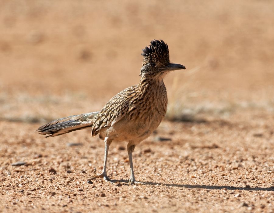 ROADRUNNER.  GREATER.jpg