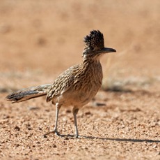 ROADRUNNER.  GREATER.jpg