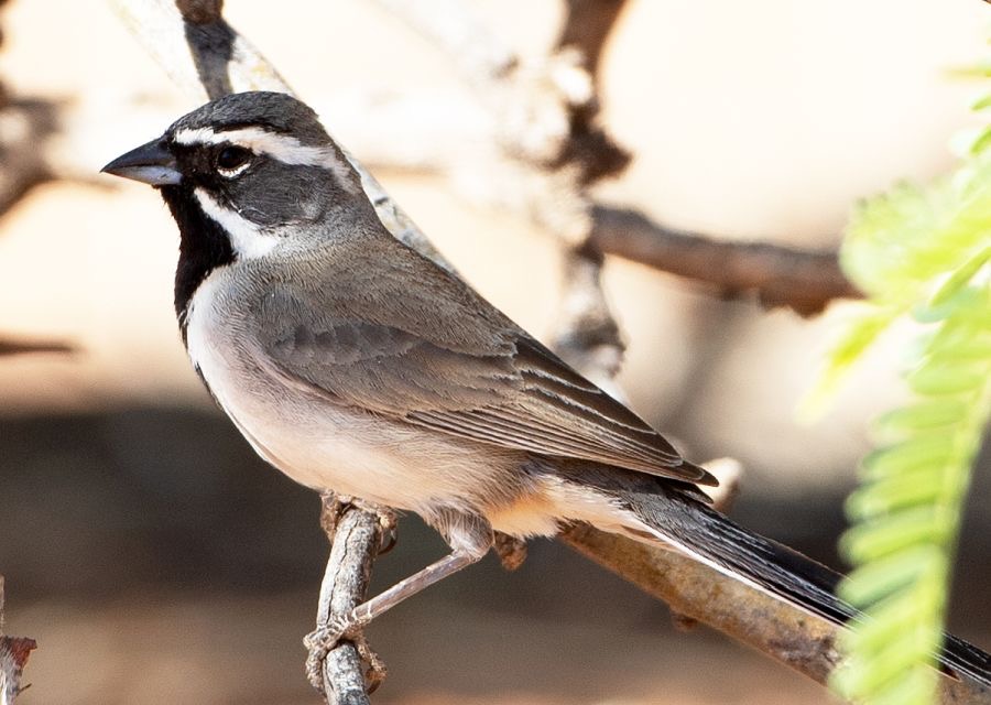 SPARROW   BLACK  THROATED.jpg