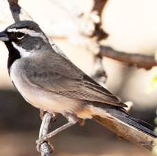 SPARROW   BLACK  THROATED.jpg