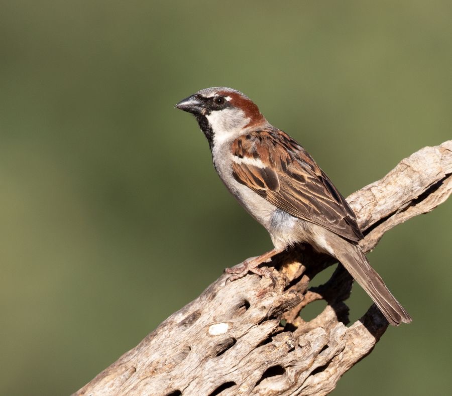 SPARROW.     HOUSE  male.jpg