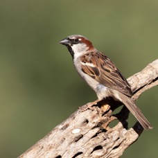 SPARROW.     HOUSE  male.jpg