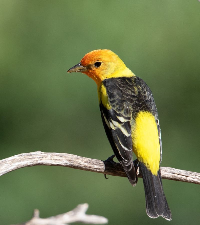 TANAGER   WESTERN   male.jpg