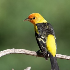 TANAGER   WESTERN   male.jpg