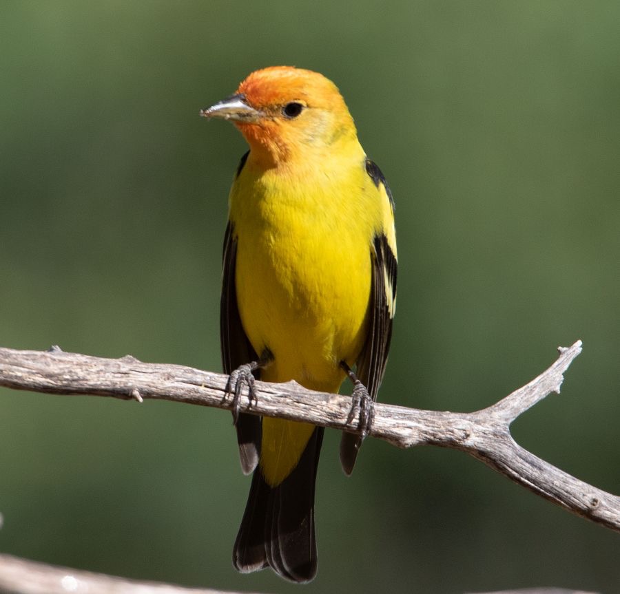TANAGER  WESTERN  male.jpg