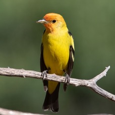 TANAGER  WESTERN  male.jpg