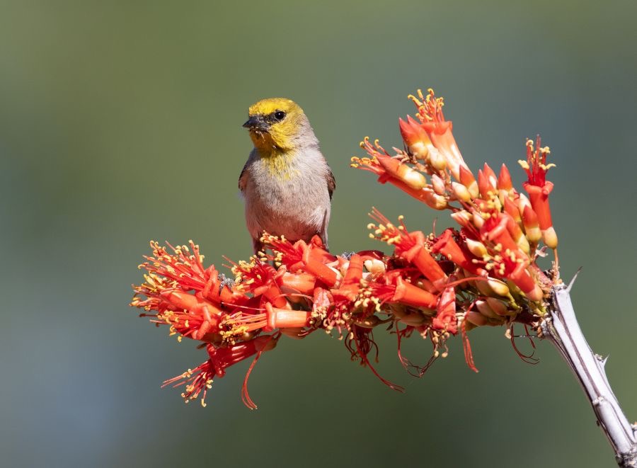 VERDIN    male on flowers.jpg