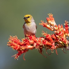 VERDIN    male on flowers.jpg