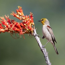 VERDIN.          male.jpg