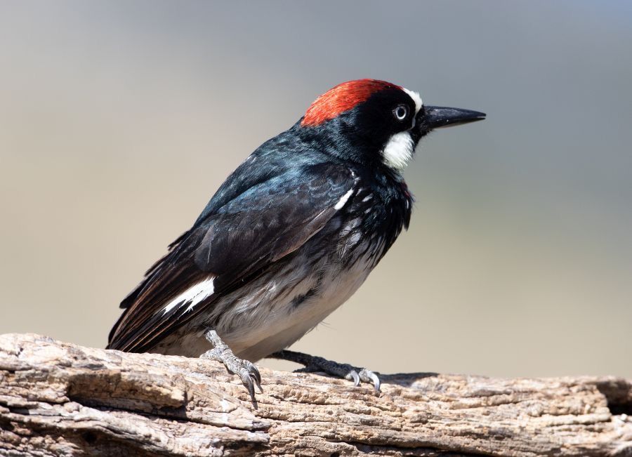 WOODPECKER   ACORN  male.jpg