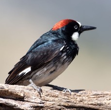 WOODPECKER   ACORN  male.jpg