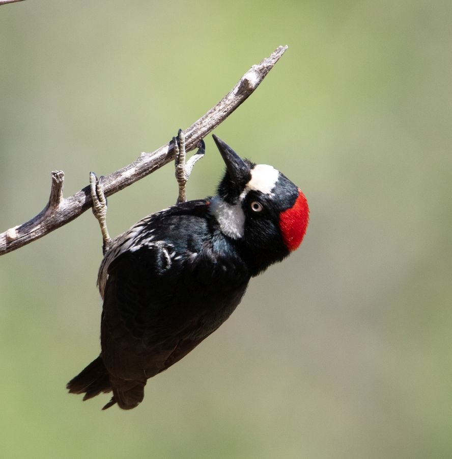 WOODPECKER  ACORN     female.jpg