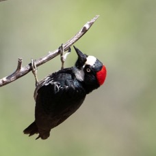WOODPECKER  ACORN     female.jpg