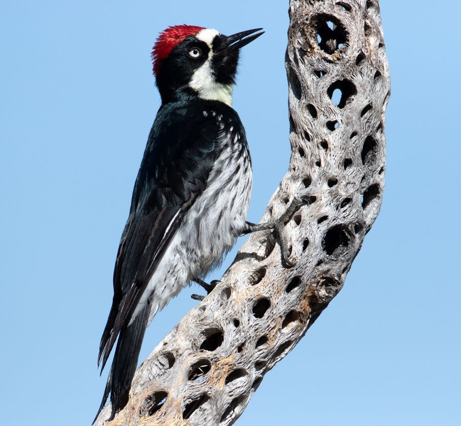 WOODPECKER  ACORN male.jpg