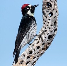 WOODPECKER  ACORN male.jpg