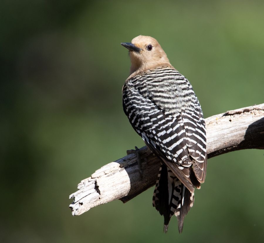 WOODPECKER  GILA female.jpg